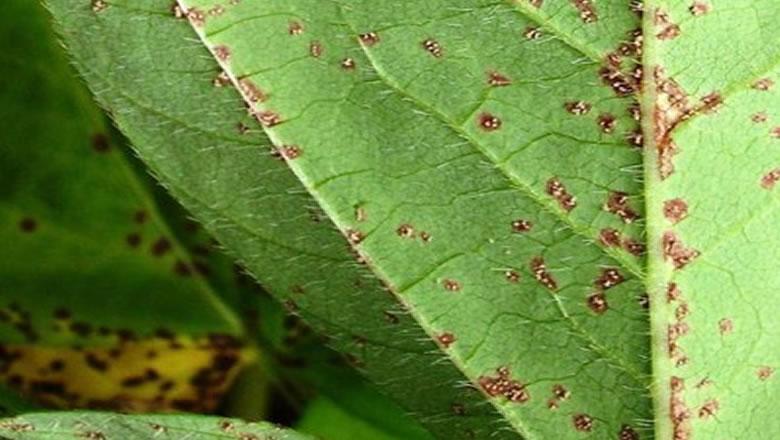 Ferrugem asiática é identificada em lavoura de Mato Grosso do Sul