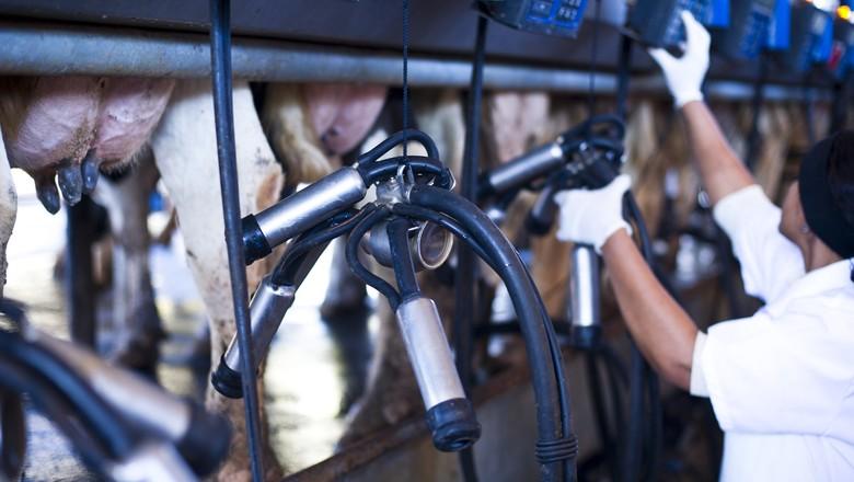 Preço do leite ao produtor recuou 11,7% em novembro