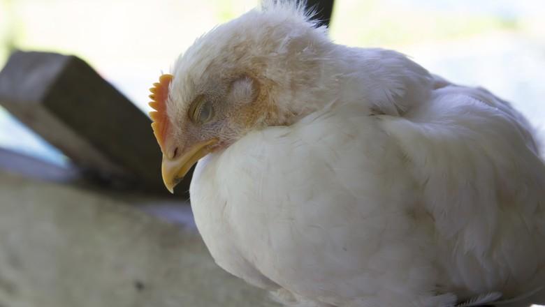 Cidade chinesa tenta conter irradiação da influenza aviária