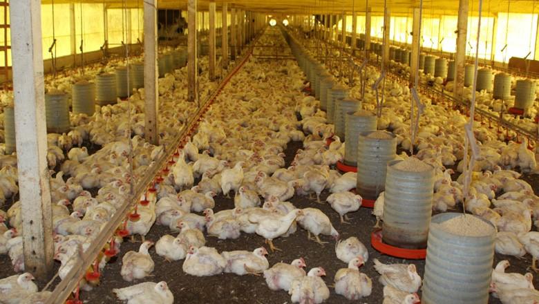 China constata nova mutação do vírus da Influenza aviária ainda mais nociva