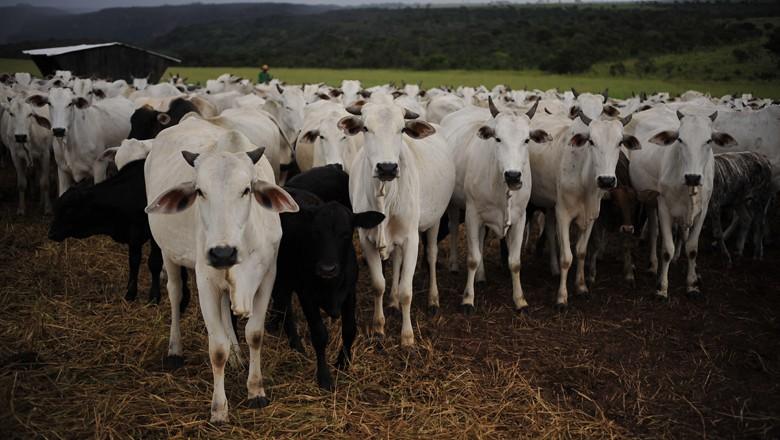 Paralisação das exportações de carne é um desastre, diz analista