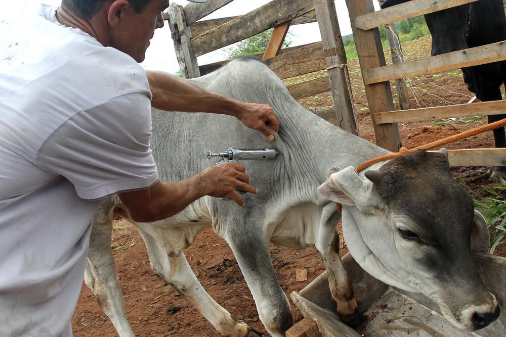 Amapá busca risco zero de aftosa em animais para erradicar vacinação da doença até 2020