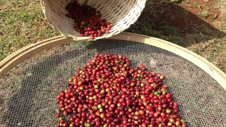 Clima comprometeu o potencial da safra 2018 de café