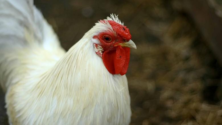 Receita com exportação de frango pelo Paraná cresce 7%, informa Sindiavipar