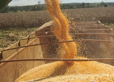 Governo prorroga a venda de milho em balcão para pequenos produtores