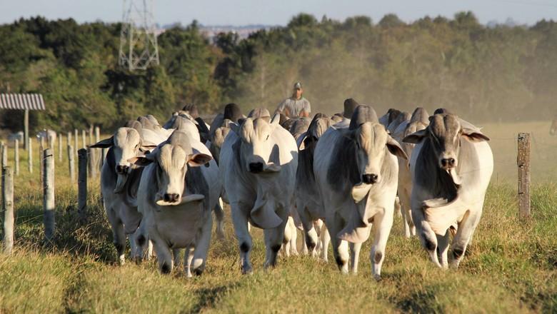 Ministério da Agricultura cria banco de dados de identificação animal