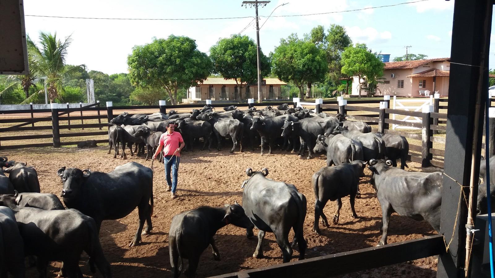 Censo Agro chega a 7,1 mil locais visitados e atinge o dobro da expectativa no Amapá