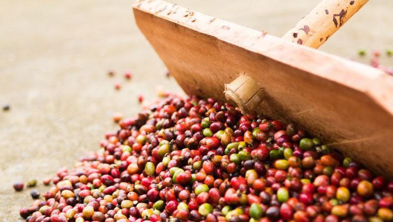 Preço médio do café robusta é o menor desde setembro de 2014