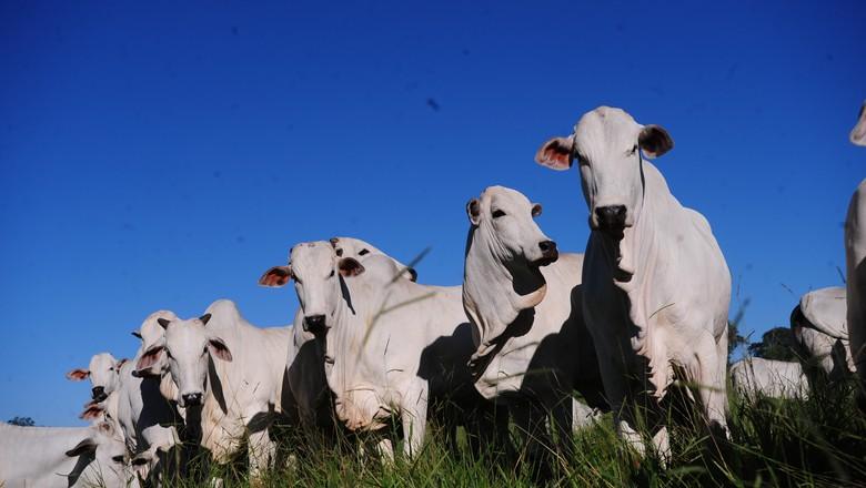 Cientistas decifram relação entre o DNA e a qualidade da carne do nelore