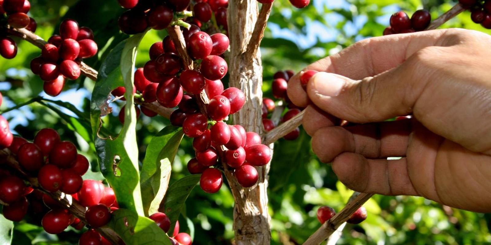 Chuvas atrapalham e colheita de café está atrasada no Cerrado