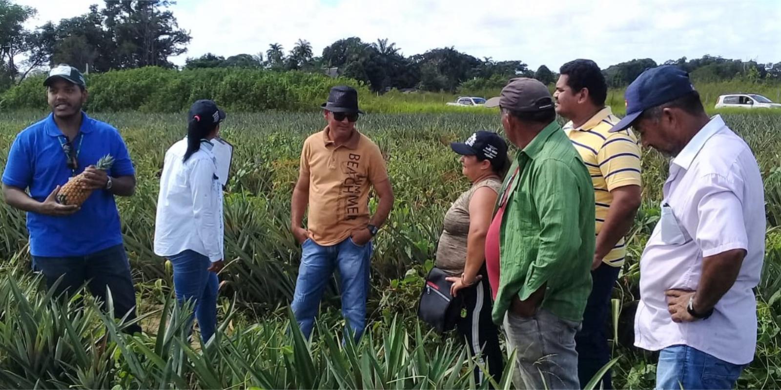 Instrutor maranhense dá dicas para o cultivo do abacaxi a produtores rurais de Porto Grande atendidos pela ATeG do Senar/AP