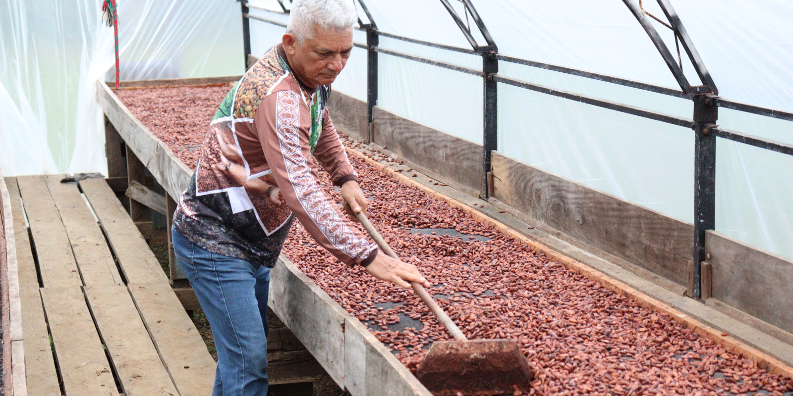 Família cultiva cacau de várzea e produz chocolate em Oiapoque (AP)